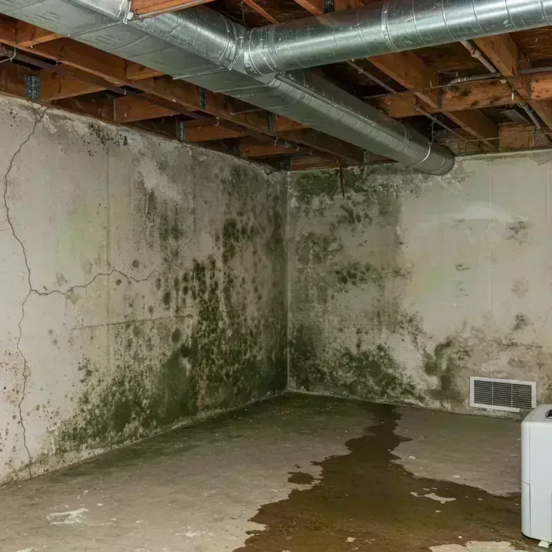 Professional Mold Removal in Tyler County, TX